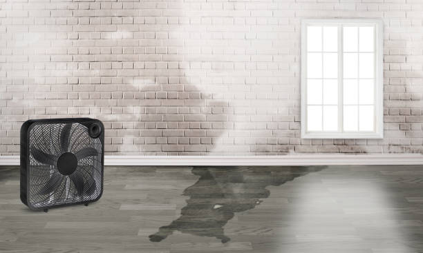 Best Water damage cleanup near me  in Bethany, MO
