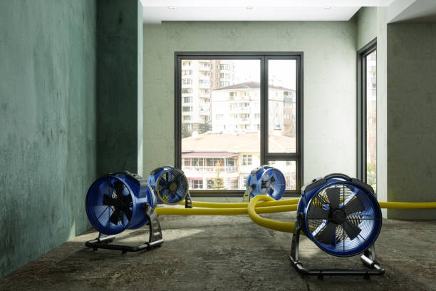 Best Mold removal after water damage  in Bethany, MO